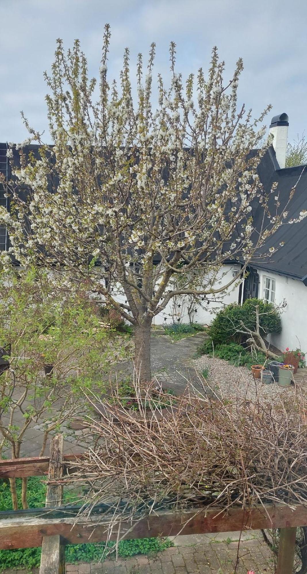 Bjerred B&B Bjarred ภายนอก รูปภาพ
